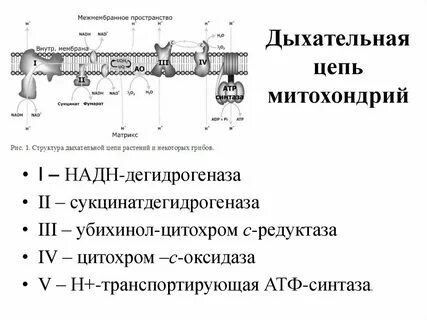 Перенос электронов по дыхательной цепи митохондрий
