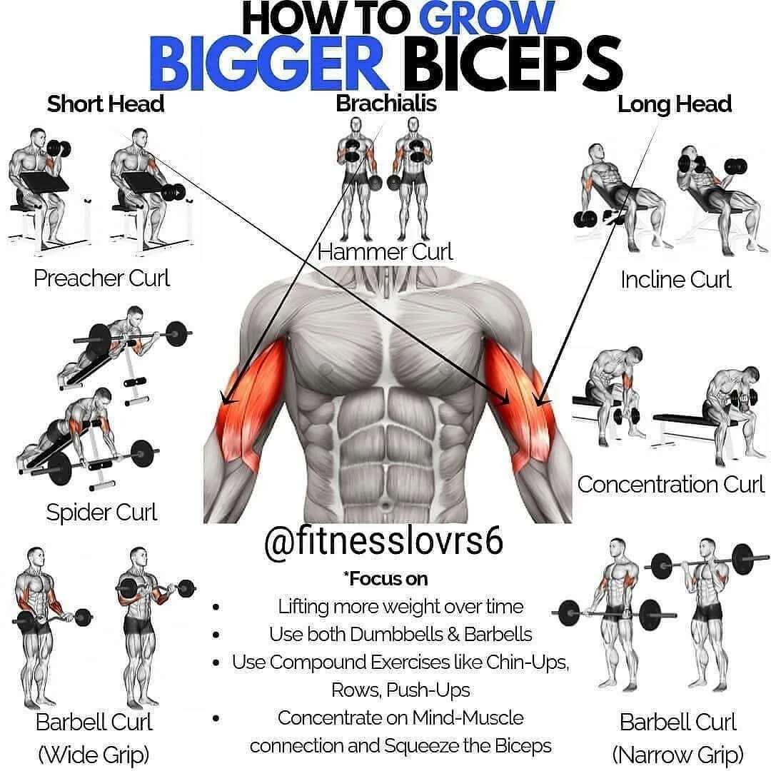 Как быстро накачать гантелями. План тренировок в тренажерном зале бицепс. Упражнения на бицепс в тренажерном зале. Тренировка на бицепс в тренажерном. Упражнения на бицепс и трицепс в тренажерном.