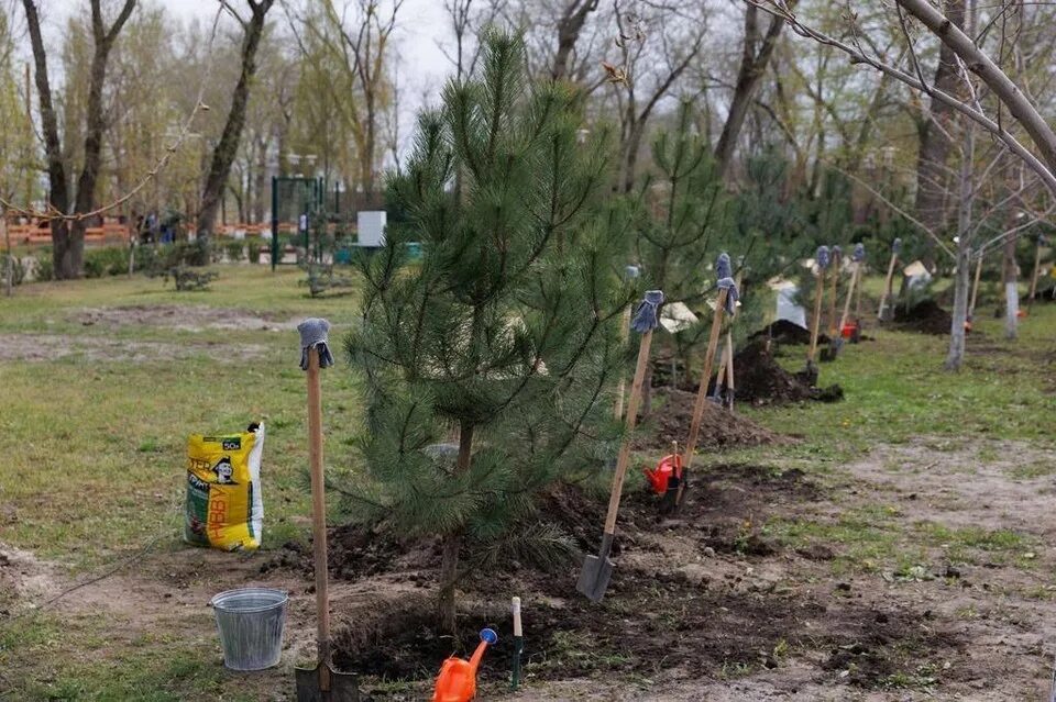 В ростове появился новый. Парк весной. День дерева. Аллея в парке. Проект высадки деревьев.