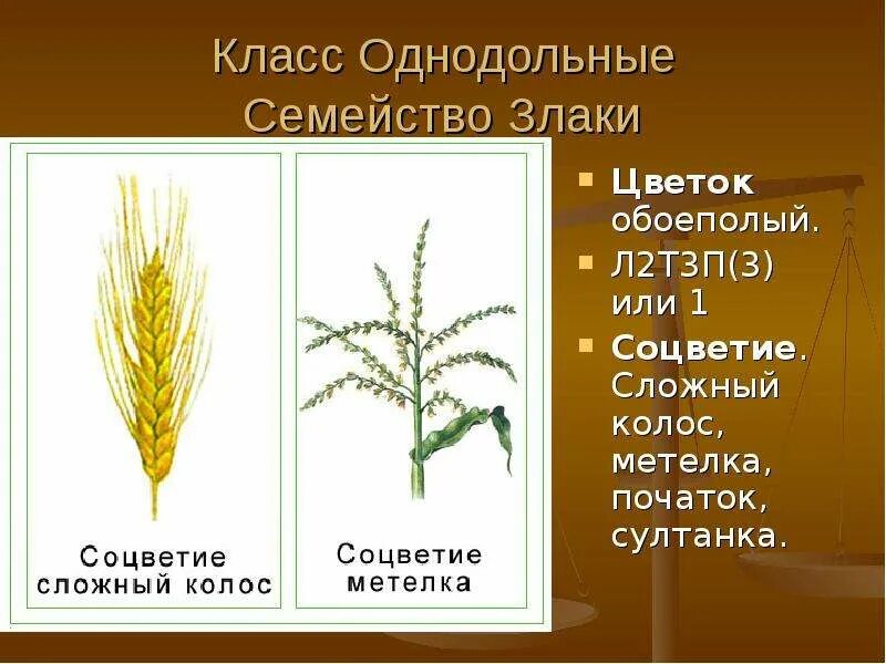Семейство колоса. Соцветие злаковых. Семейство злаковые соцветие. Злаки пшеница. Травяная колосовидная метелка.