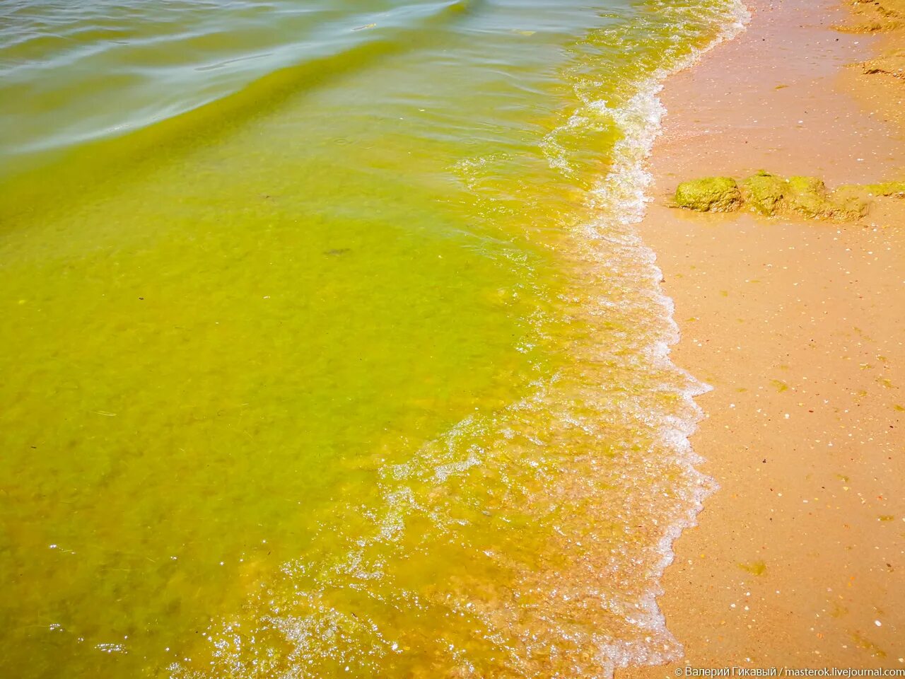 Цветет ли анапа. Анапа Витязево море цветет 2021. Витязево море цветет. Джемете водоросли. Анапа Витязево море цветет в августе.