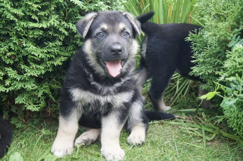 щенки восточно европейской даром. купить щенка восточно европейской овчарки в иваново. щенки восточно европейской даром. северная застава джигит вео. месяца тамбов.