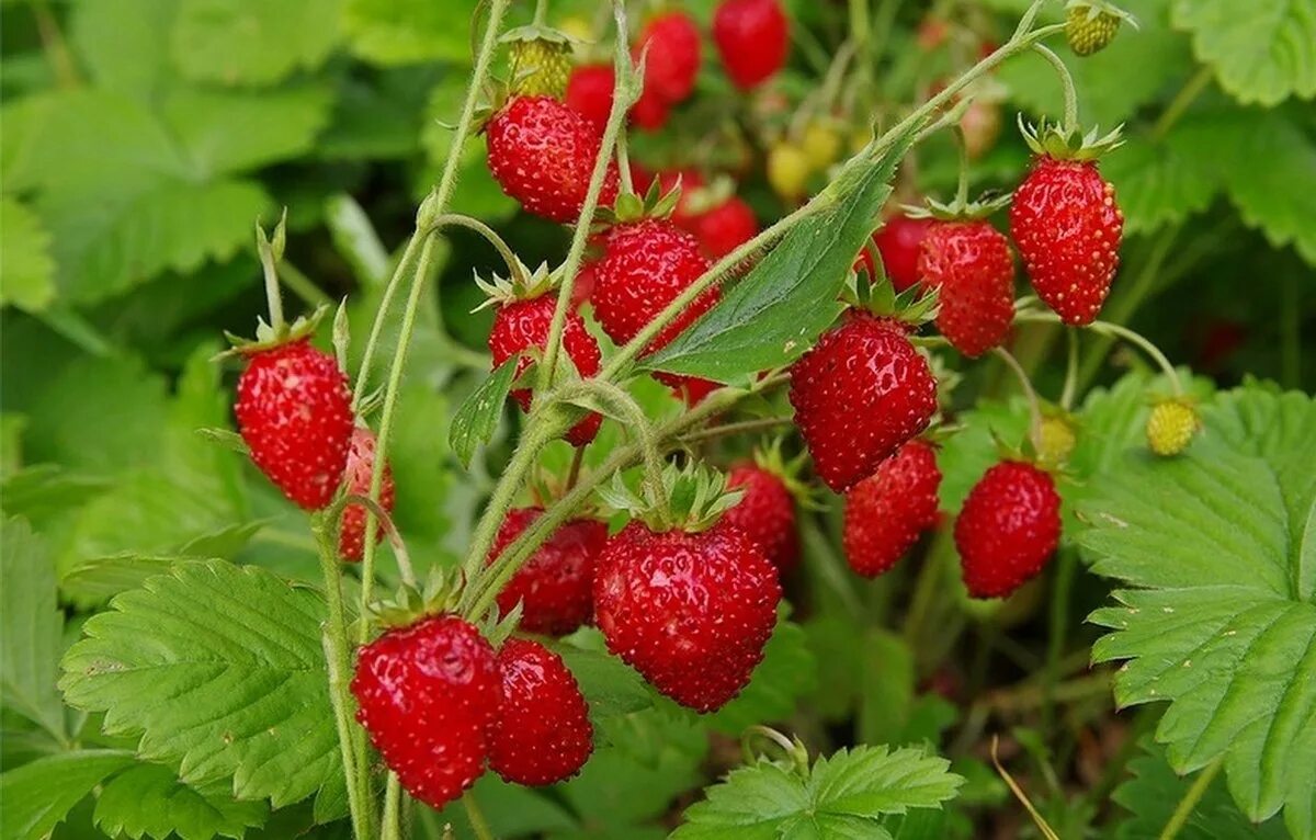 Килограмм клубники. Домашняя клубника. Земляника 5 6. Сладкая клубника. Клубника ягода.