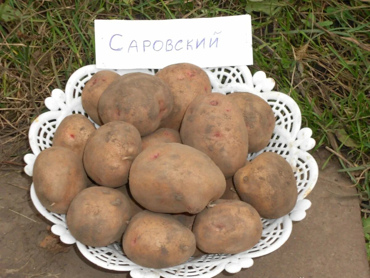 Картофель сорт сесиль. Сорт картофеля беллароза. Картофель семеренко сорт. Картофель сорт барабинская. Самый вкусный картофель для сибири.