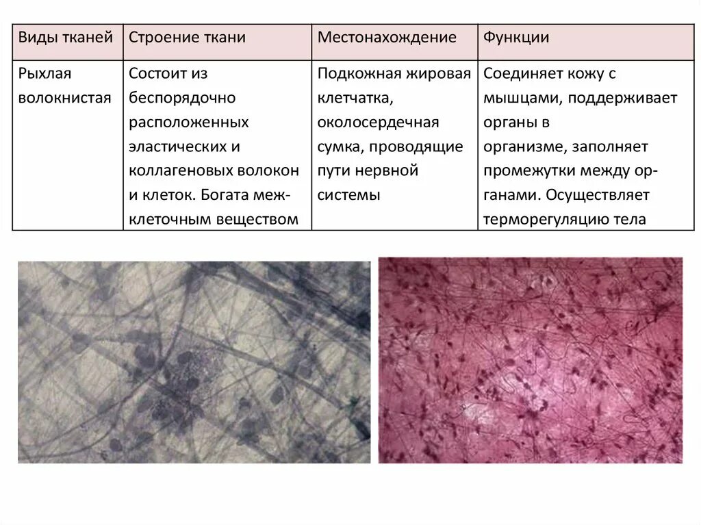 Структурные изменения ткани. Рыхлая соединительная ткань строение. Клетки рыхлой соединительной ткани таблица. Рыхлая волокнистая соединительная ткань расположение. Рыхлые соединительные ткань разновидности строение и функции.