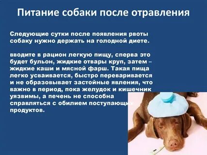 Почему собака блюет кровью