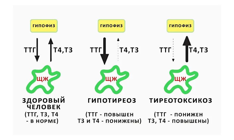 Гипотиреоз ттг повышен. Гормоны щитовидной железы т4 Свободный и ТТГ. Гормон щитовидной железы ТТГ норма. Снижение т3 при нормальном ТТГ. Взаимосвязь ТТГ И т3 и т4.