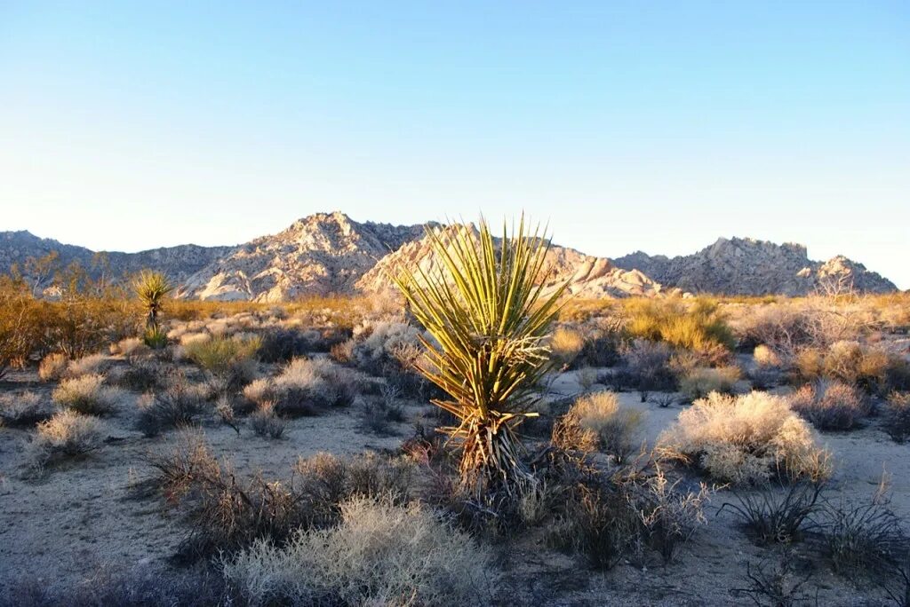 Пустошь мохаве. Mojave park. Пустыня mojave mac os. Пустыне (mojave, калифорния. Сша калифорния пустыня мохаве.