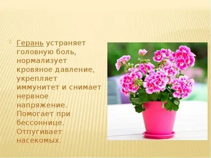 Пеларгония окружающий мир 2 класс