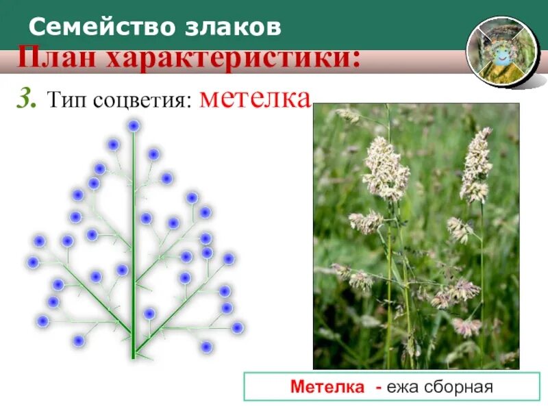 Метелка семейство. Метелка биология. Строение соцветия сирени. Растения с соцветием метелка. Метелка семейство.