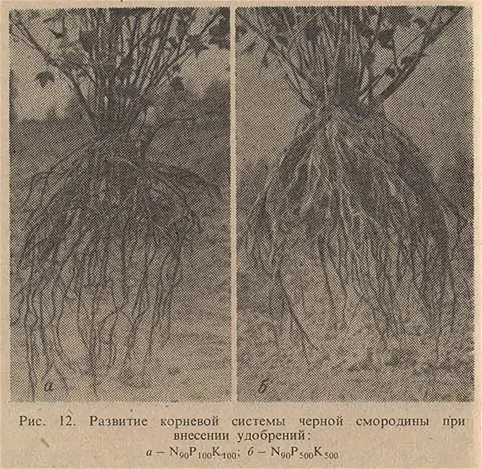 Корневой диаметр. Корневая система смородины черной глубина. Мочковатая корневая система у черной смородины. Корневая система куста смородины. Крыжовник корневая система Размеры.