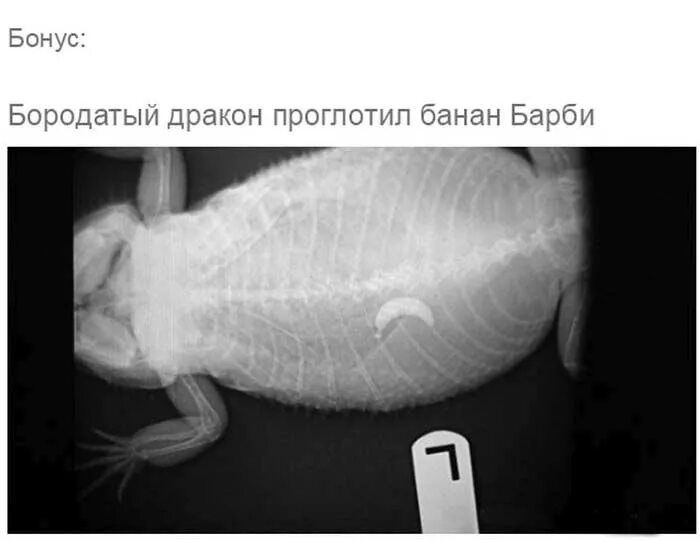 Как собачка проглотила жука. Рентгеновский снимок мыши. собака проглотила носок. собака съела пластиковую деталь.