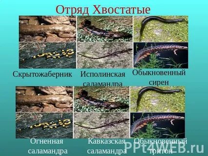 Хвостатые примеры