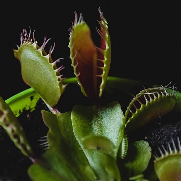 Венерина мухоловка Carnivorous plants, Horticulture, Aeroponics