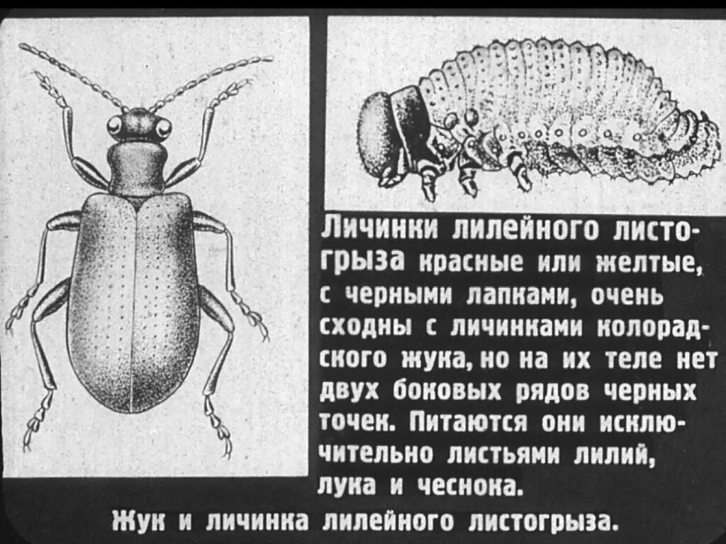 Стадия колорадского жука. Цикл развития жука. цикл развития колорадского жука схема. колорадский жук схема развития. цикл развития колорадского жука.