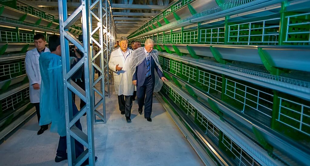 Производство яиц. Птицефабрика улан-удэ. Улан удэнская птицефабрика. Птицефабрика улан-удэ. Оао «улан-удэнская птицефабрика».