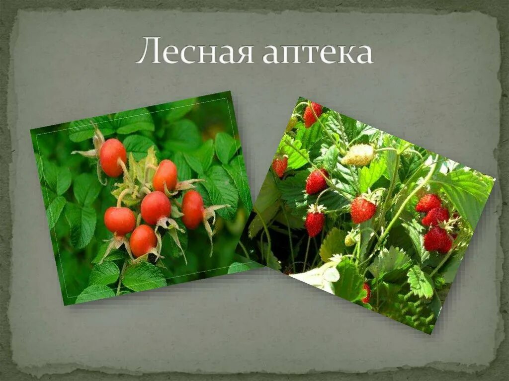 Надпись лесная аптека. Лесная аптека. Лесная аптека презентация. Лесная аптека. Лесная аптека 2 класс.