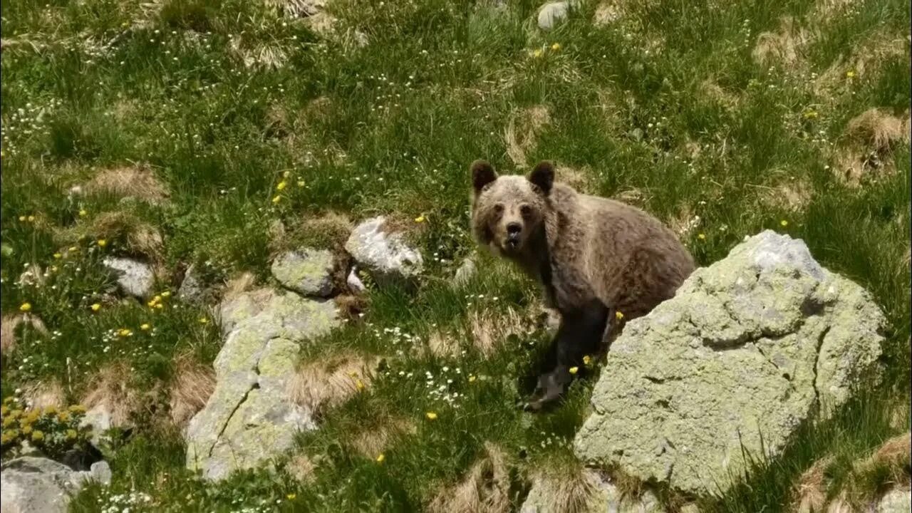 Нападение медведя на человека.