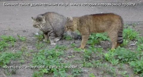 Удаться пройти