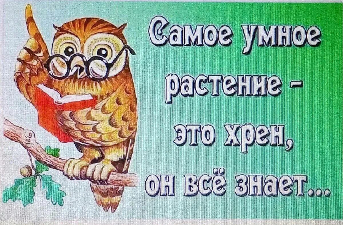 Мудрые шутки. Хрен самое умное растение. Хрен прикол. Умные картинки прикольные.