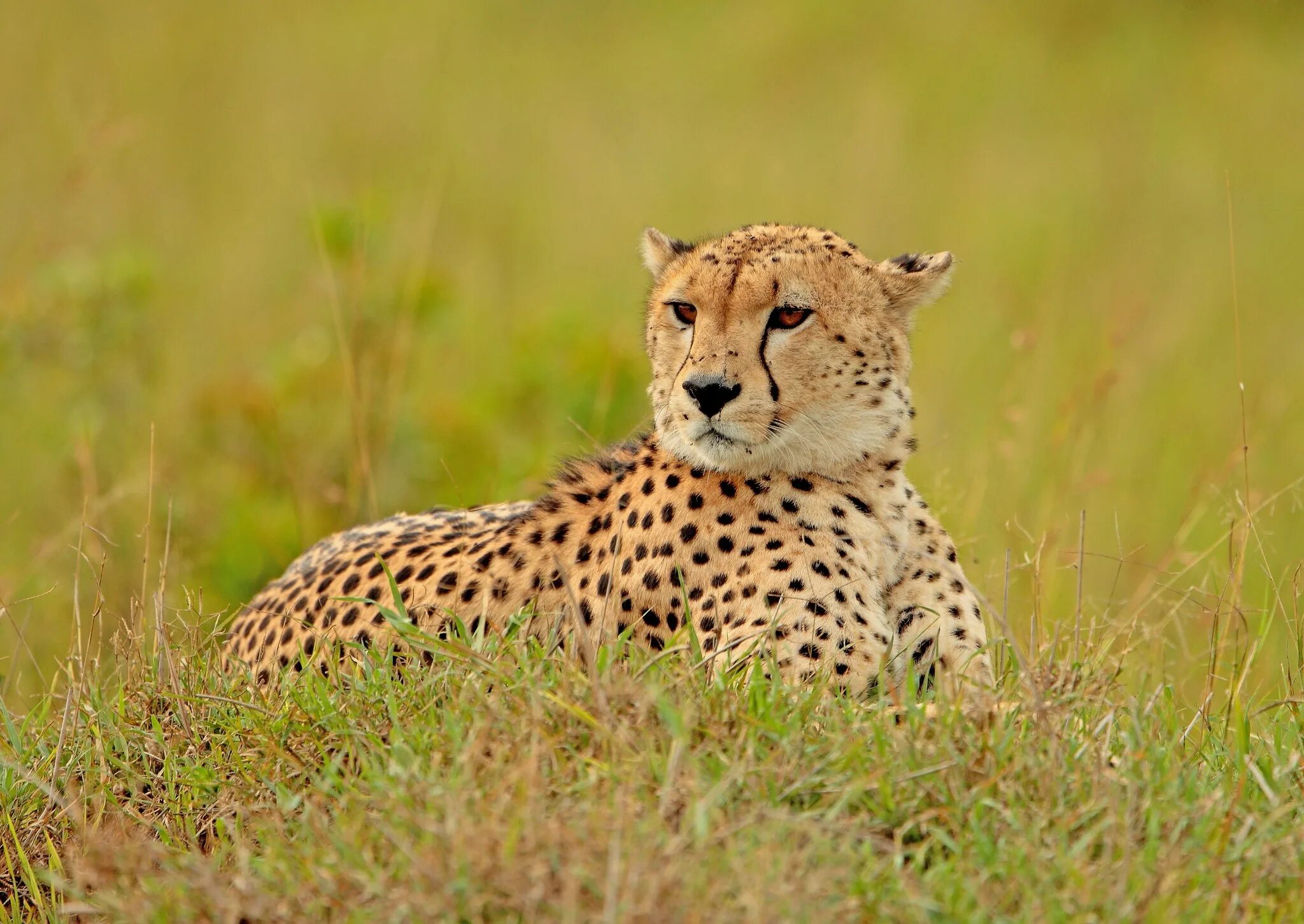 Австралийский гепард. Cheetah (гепард). Азиатский гепард. Гривастый гепард.