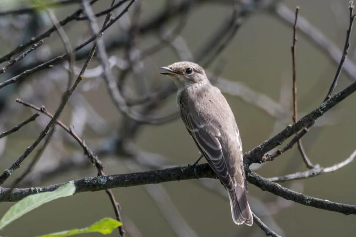 Птица серая спинка. Серая мухоловка (Muscicapa striata). Мухоловка серая – Muscicapa striata (Pallas, 1764). Серая мухоловка в Сибири. Серая птица Сибирь.