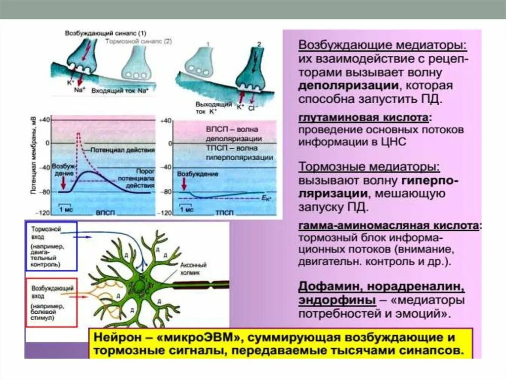 Тормозные синапсы и их медиаторы. Тормозной синапс физиология. Тормозные синапсы и их медиаторы. Тормозные синапсы и их медиаторы физиология. Возбуждающие и тормозные медиаторы синапсов.
