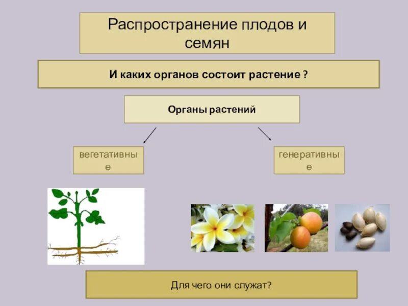 Способы распространения семян растений. Схема способы распространения плодов и семян. Распространение плодов и семян 6 класс биология. Плоды распространение плодов и семян. Установите последовательность соподчинения плоды генеративные органы