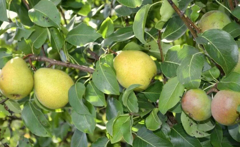 Грушевое дерево. Колоновидная груша г22. Гибрид груши и айвы. Груша растет на яблоне. Плодовые деревья груша.