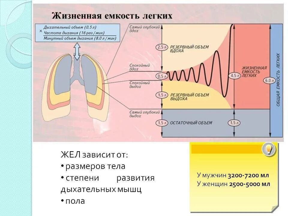 Жизненная емкость складывается из