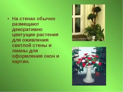 Тема урока комнатные растения