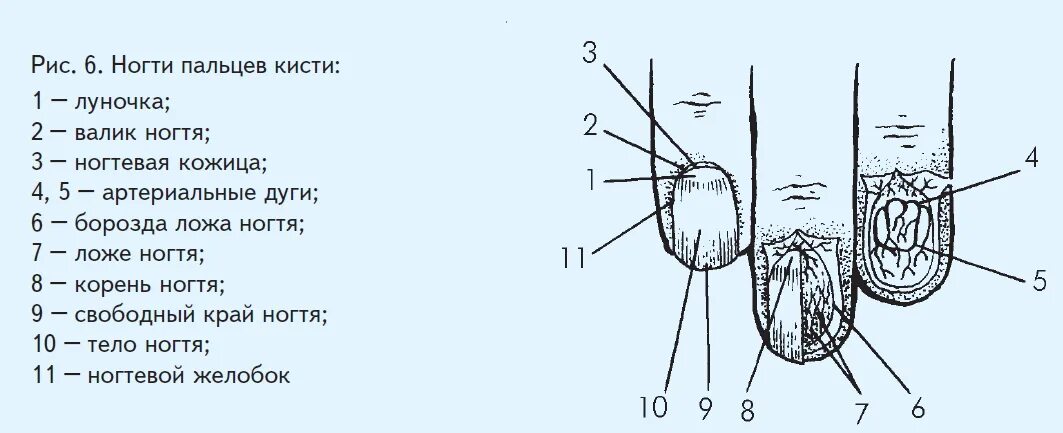 Корни ногтей находятся. Строение ногтя. Строение ногтевой пластины. Строение ногтевой пластины схема. Строение ногтя на ноге.
