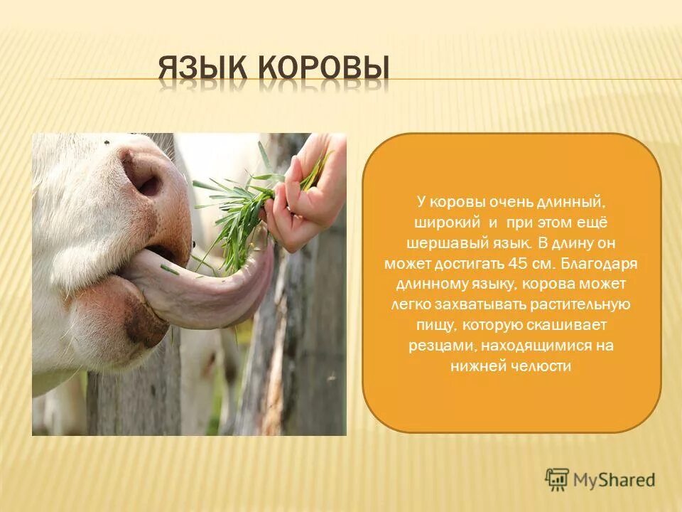 кенгуру в австралии. язык хамелеона длиннее его тела. язык у хамелеона длиннее тела. у какого животного язык длиннее тела. язык муравьеда.