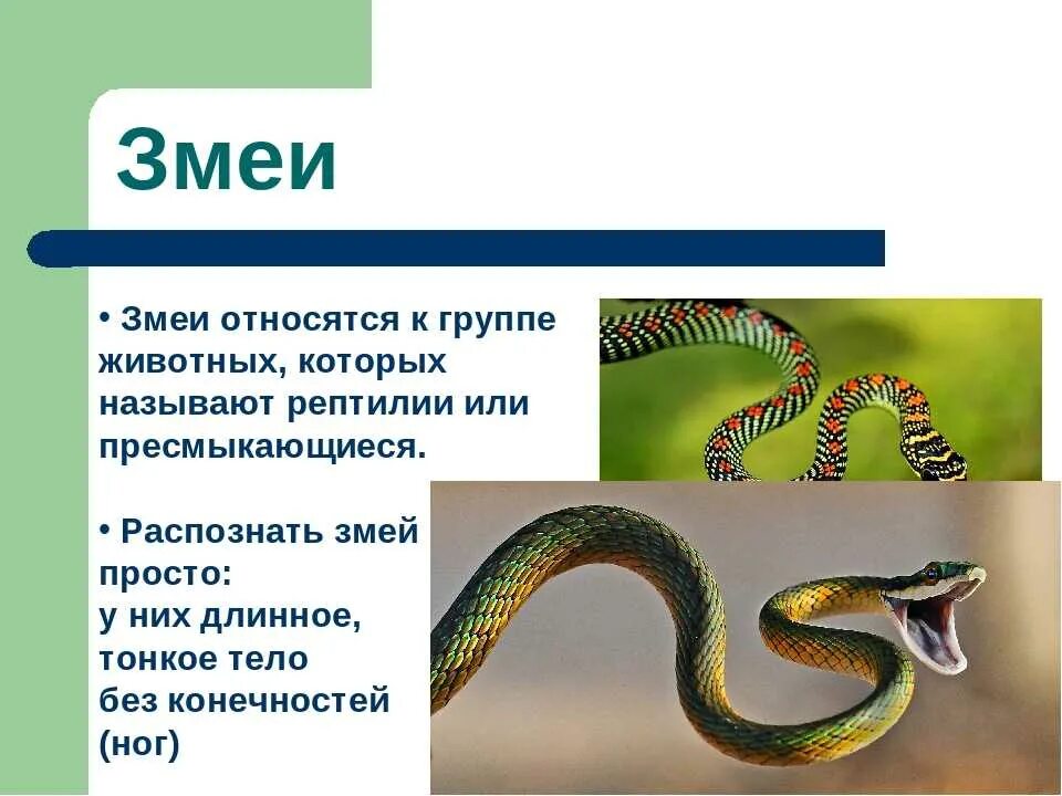 Тип симметрии змей. Царство класс отряд пресмыкающихся гадюка. Змеи презентация. Пресмыкающиеся змеи. Презентация о змеях.