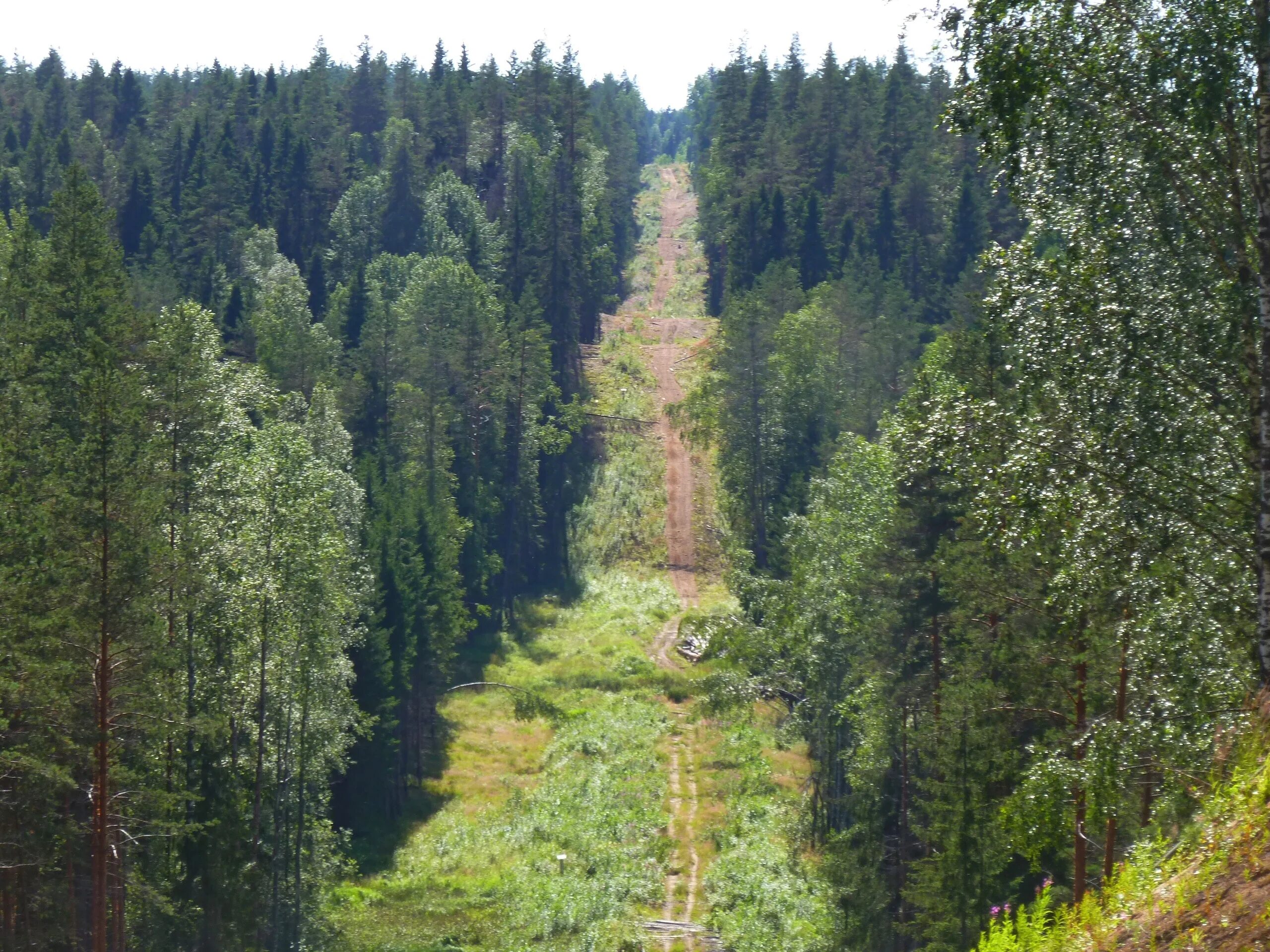 Просеки в лесу что это