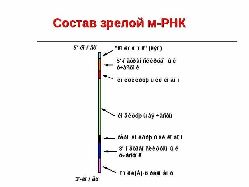 Сколько нуклеотидов в зрелой рнк. Где располагаются мрнк.