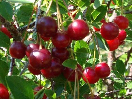 Homemade Sour Cherry Pie Filling: Like the one in the can, but better! Sour cher