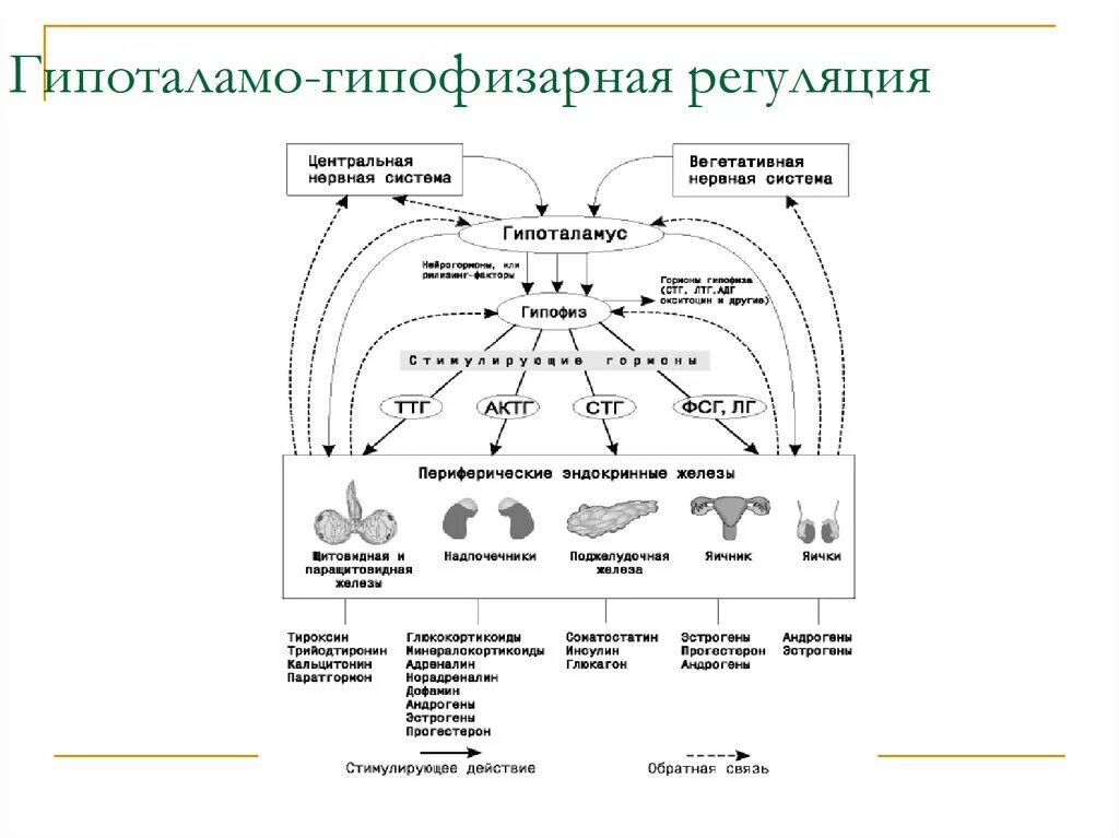 Гипоталамо гипофизарная система гормоны гипоталамуса. Гипоталамо-гипофизарная система гормоны схема. Схема действия гипоталамо-гипофизарной системы гормоны. Схема гипоталамо-гипофизарной регуляции. Схема взаимодействия органов гипоталамо гипофизарной системы.