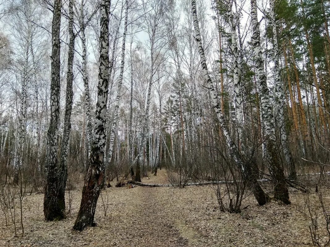 лес повешенных лисиц. сон лес сухой. кровать в лесу. сухой лес фото. туманные перспективы.