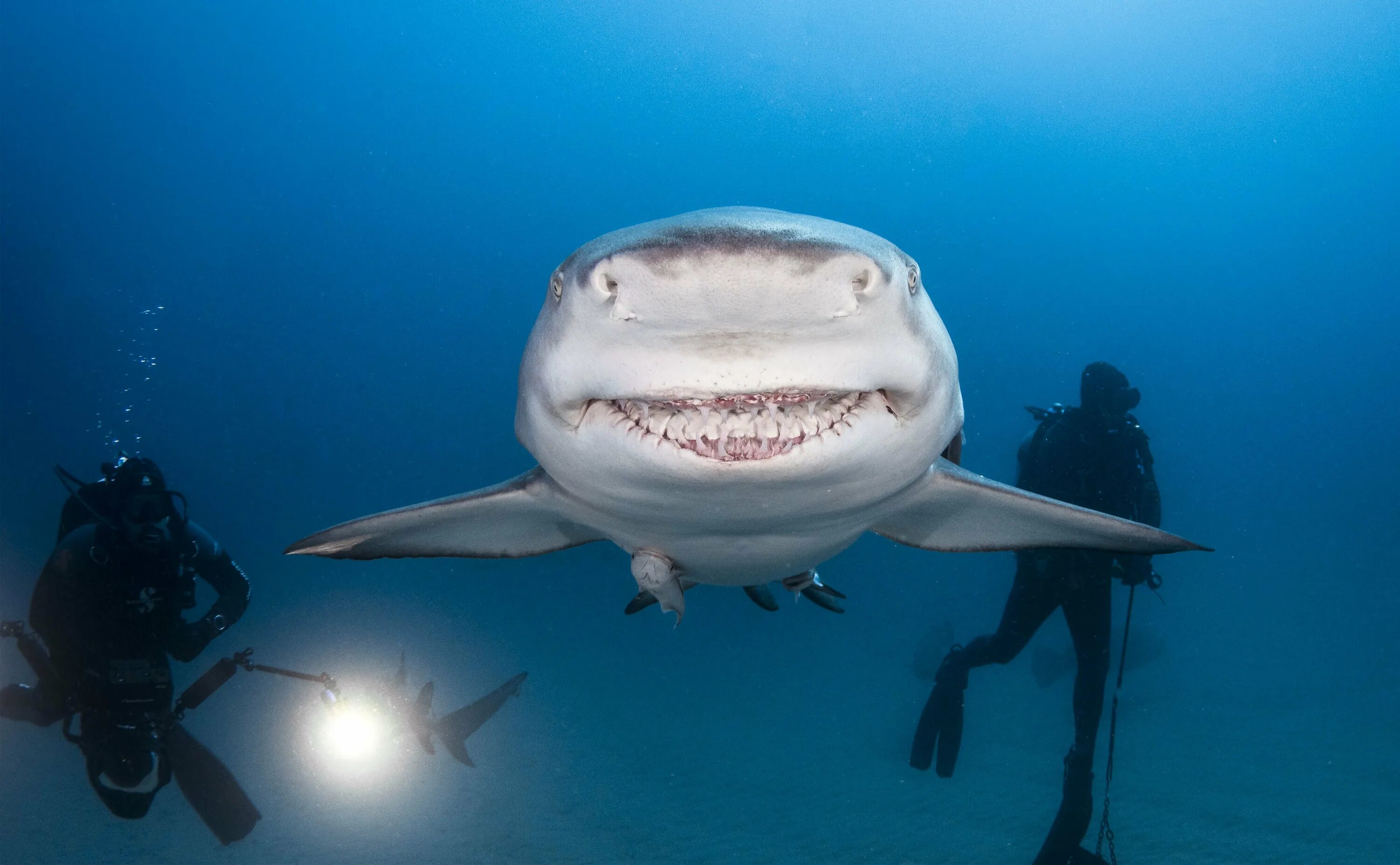 Акула. Акула улыбается. Улыбка акулы. Белая акула улыбается.