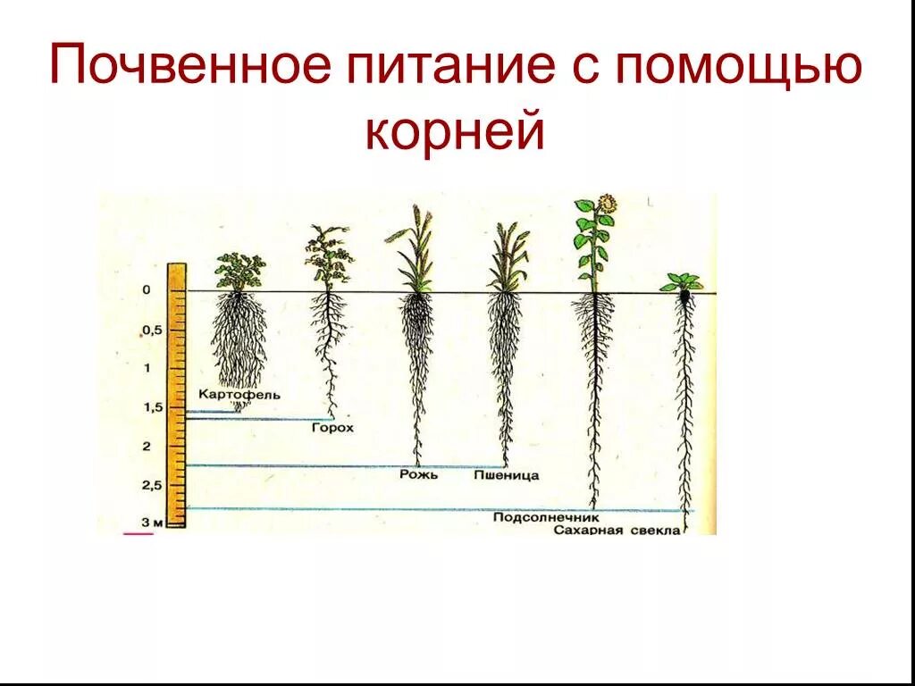 Почвенное питание. Почва- питание для растений. Почвенное питание корня.