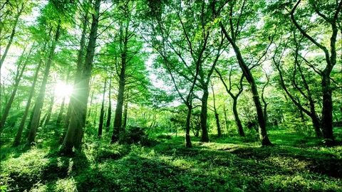 Deep forest
