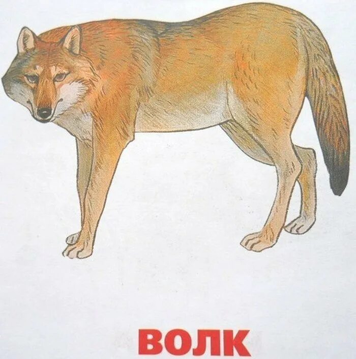 Дикие животные картинки для детей. Картинки диких животных для детей. Иллюстрации диких животных для детей. Дикие животные волк для детей.