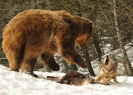 Wolf vs