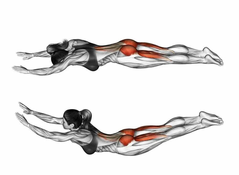Гиперэкстензия лежа на полу мышцы. Упражнение гиперэкстензия лежа на животе. Упражнение лодочка мышцы. Упражнения на спину. Упражнения на спину лежа на животе