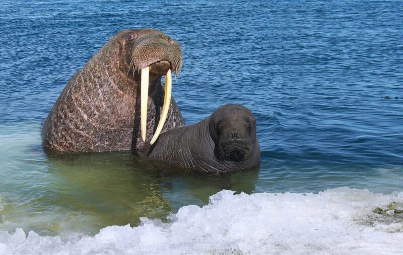 Морж в природе. Моржи в баренцевом море. Лаптевский морж. Моржи, тюлени, нерпы арктика. Атлантический подвид моржа.