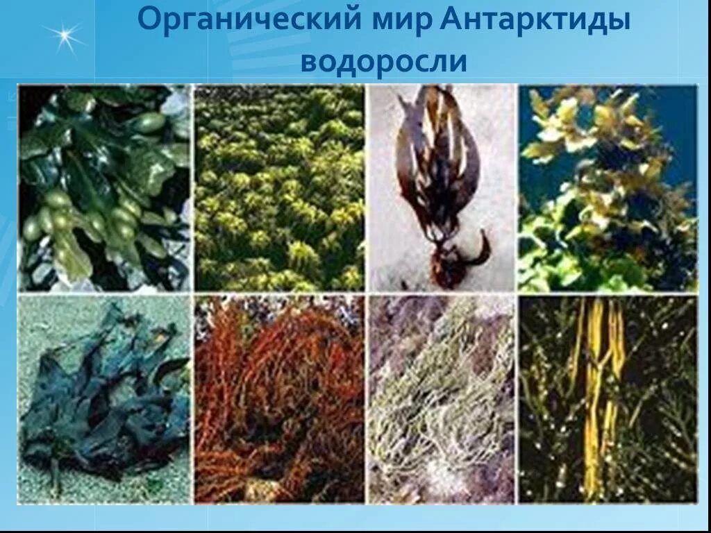 Фукус водоросль биология. Виды бурых водорослей ламинария. Представители водорослей фукус. Зеленые водоросли ￼ ламинария, фукус, саргассум.