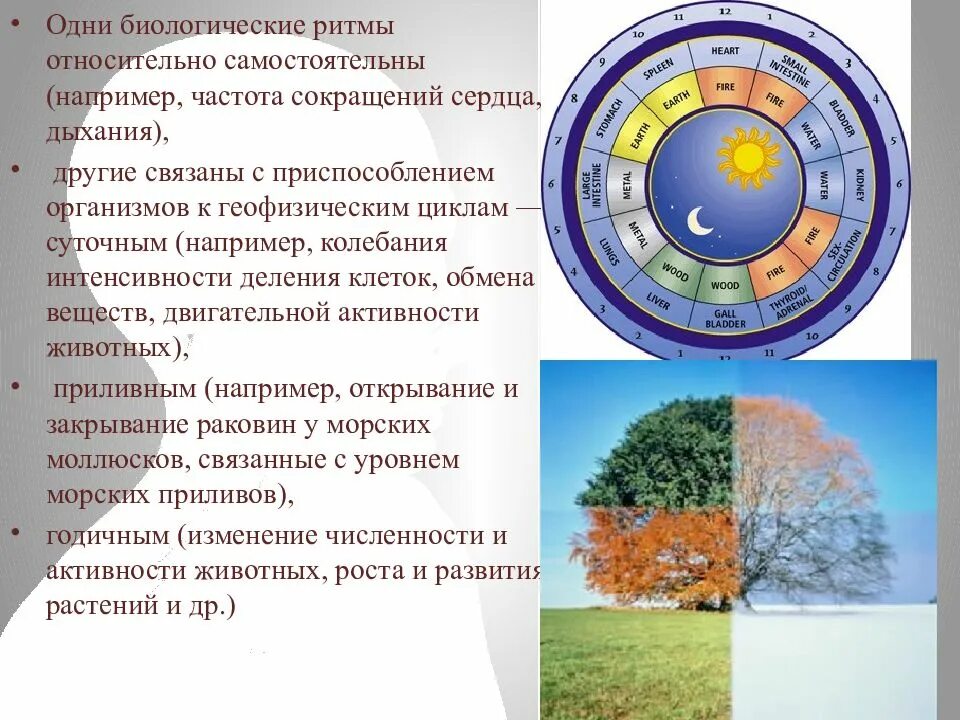 Биологические ритмы. Суточные ритмы растений и животных. Биоритмы живых организмов. Суточные биоритмы. Биологические часы 5 класс