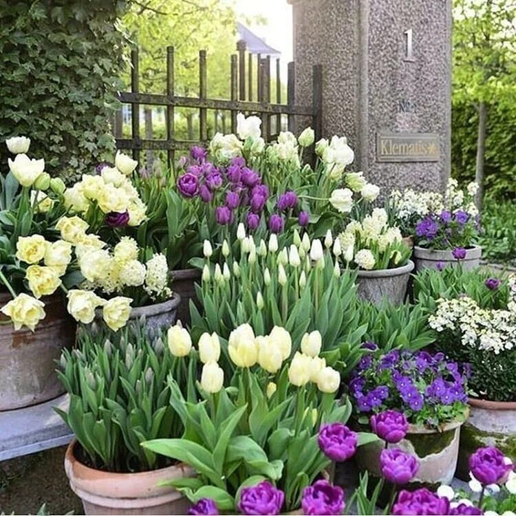 Цветы в горшках на даче. Какие цветы можно посадить на улице. Пеларгония с дихондрой. Цветы в горшках на крыльце. Выгонка мелколуковичных растений крокус.