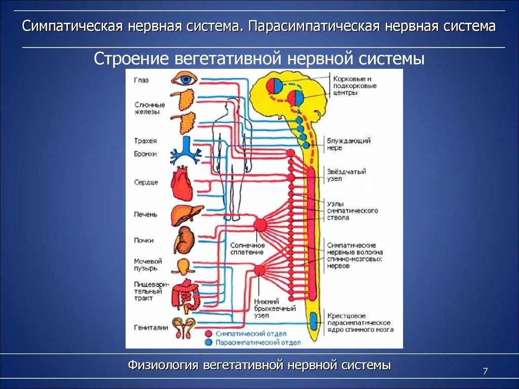 Укажите симпатические нервы. Центры парасимпатического отдела вегетативной нервной системы. Строение симпатической и парасимпатической нервной системы. Симпатическая и парасимпатическая нервная система анатомия. Строение симпатической системы ВНС.